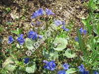 Phacelia campanularia Gray (Phacelia parryi Torr.)