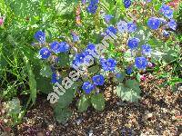 Phacelia campanularia Gray (Phacelia parryi Torr.)