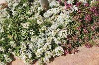 Lobularia maritima (L.) Desv. (Alyssum maritimum (L.) Lam., Koniga maritima (L.) R. Br., Alyssum benthamii hort., Clypeola maritima L.)