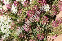 Lobularia maritima (L.) Desv. 'Rosa Teppich' (Alyssum maritimum (L.) Lam., Koniga maritima (L.) R. Br., Alyssum benthamii hort., Clypeola maritima L.)