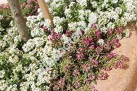 Lobularia maritima (L.) Desv. 'Rosa Teppich' (Alyssum maritimum (L.) Lam., Koniga maritima (L.) R. Br., Alyssum benthamii hort., Clypeola maritima L.)