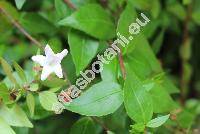 Abelia grandiflora (Abelia x grandiflora (Rowelli ex Andr) Rehd.)