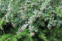 Abelia grandiflora (Abelia x grandiflora (Rowelli ex Andr) Rehd.)