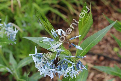 Amsonia 'Blue Ice' (Amsonia tabernaemontana var. salicifolia (Pursh) Wood., Amsonia salicifolia var. ciliolata DC.)