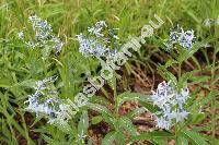 Amsonia 'Blue Ice' (Amsonia tabernaemontana var. salicifolia (Pursh) Wood., Amsonia salicifolia var. ciliolata DC.)