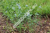 Amsonia 'Blue Ice' (Amsonia tabernaemontana var. salicifolia (Pursh) Wood., Amsonia salicifolia var. ciliolata DC.)