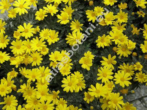 Euryops evansii Schltdl.