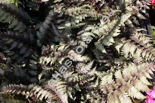 Athyrium japonicum 'Silver Falls' (Athyrium japonicum (Thunb.) Cop., Athyrium nipponicum, Deparia japonica (Thunb.) Kato, Asplenium, Diplazium)