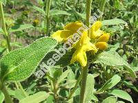 Phlomis russeliana (Sims) Lag. ex Benth. (Phlomis lunariifolia var. russeliana Sims)