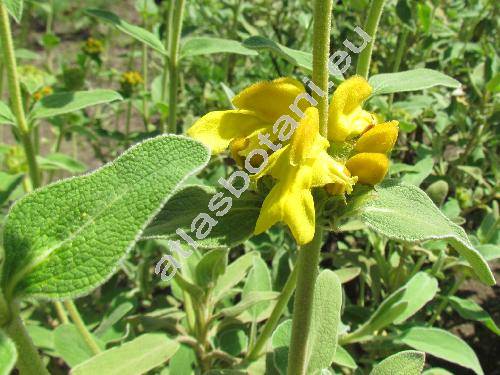 Phlomis russeliana (Sims) Lag. ex Benth. (Phlomis lunariifolia var. russeliana Sims)