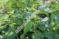 Phlomis russeliana (Sims) Lag. ex Benth. (Phlomis lunariifolia var. russeliana Sims)