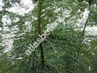 Pinus x schwerinii Fitsch. (Pinus strobus x Pinus wallichiana)