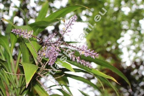 Cordyline stricta (Sims) Endl. (Dracaena stricta Sims)