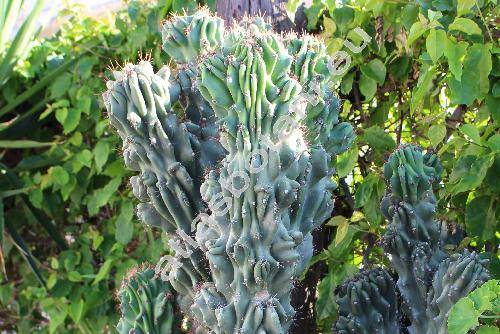 Cereus hildmannianus 'Monstrose'