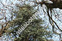 Abies concolor (Gord.) Lindl. ex Hildebr. (Abies grandis var. concolor, Picea concolor Gord., Pinus concolor (Gord.) Parl.)