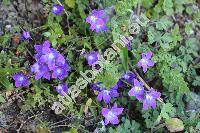 Campanula bellidifolia Adams