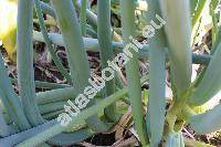 Allium x proliferum (Moench) Willd. (Cepa prolifera Moench, Allium cepa var. viviparum (Metzger) Alef., Allium cepa, Allium fistulosum)
