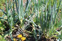 Allium x proliferum (Moench) Willd. (Cepa prolifera Moench, Allium cepa var. viviparum (Metzger) Alef., Allium cepa, Allium fistulosum)