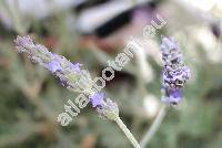 Lavandula multifida L. (Lavandula multipatria Christm.)