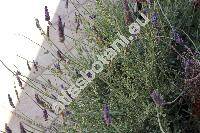 Lavandula multifida L. (Lavandula multipatrita Christm.)