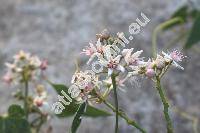 Cynanchum acutum L. (Cynanchum acutum subsp. acutum, Vincetoxicum, Asclepias)