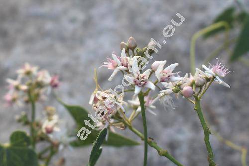 Cynanchum acutum L. (Cynanchum acutum subsp. acutum, Vincetoxicum, Asclepias)