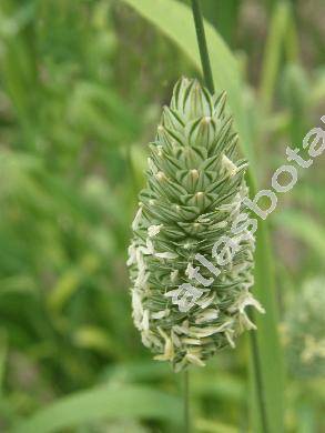 Phalaris canariensis L.