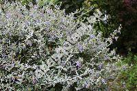 Teucrium fruticans L.