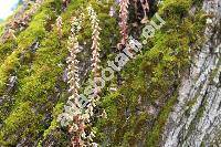 Umbilicus rupestris (Umbilicus rupestris (Salisb.) Dandy, Cotyledon)