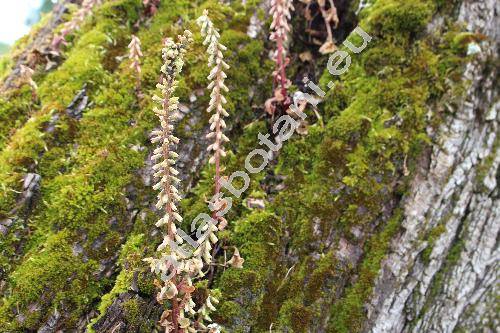 Umbilicus rupestris (Umbilicus rupestris (Salisb.) Dandy, Cotyledon)