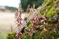 Umbilicus rupestris (Umbilicus rupestris (Salisb.) Dandy, Cotyledon)