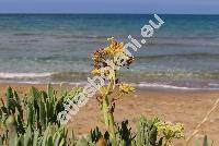 Crithmum maritimum L.