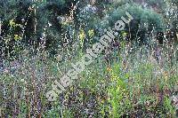 Blackstonia perfoliata (L.) Huds. (Centaurium perfoliatum (L.) Krause, Gentiana)