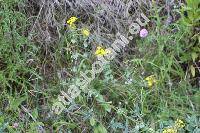 Blackstonia perfoliata (L.) Huds. (Centaurium perfoliatum (L.) Krause, Gentiana)