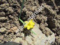 Sisyrinchium californicum (Ker Gawl.) Dryand. (Bermudiana californica (Dryand.) Kuntze, Hydastylus, Marica californica Ker Gawl., Olsynium luteum Raf., Sisyrinchium flavidum Kell.)