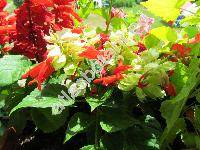 Salvia 'Reddy White Surprise'