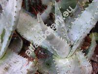 Aloe peglerae (Aloe peglerae Schnl.)