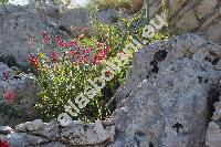 Salvia 'Lipstick' (Salvia greggii Gray)