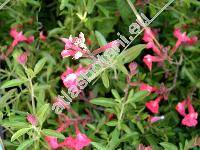 Salvia 'Lipstick' (Salvia greggii Gray)