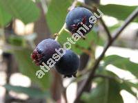 Amelanchier alnifolia Nutt. (Aronia, Amelanchier alnifolia Cov., Mespilus, Aronia, Sorbus)