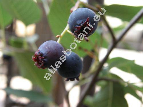 Amelanchier alnifolia Nutt. (Aronia, Amelanchier alnifolia Cov., Mespilus, Aronia, Sorbus)