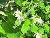 Amelanchier alnifolia Nutt. (Aronia, Amelanchier alnifolia Cov., Mespilus, Aronia, Sorbus)