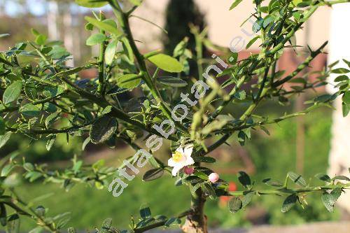 Microcitrus australasica (Muell.) Swingle (Eremocitrus)