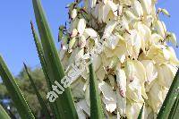 Yucca aloifolia L. (Yucca draconis L.,  Dracaena lenneana Regl.)