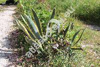 Agave americana 'Marginata Aurea' (Agave americana var. variegata Hook.)