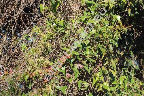Smilax aspera L. (Smilax nigra Willd.)