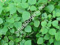 Plectranthus verticillatus (L. f.) Druce (Plectranthus nummularius Briq., Ocimum verticillatum)