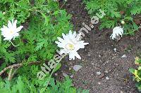 Argyranthemum pinnatifidum (L. f.) Lowe (Leucanthemella, Chrysanthemum pinnatifidum L., Pyrethrum, Leucanthemum)