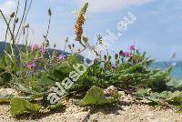 Erodium malacoides (Erodium malacoides (L.) LHr., Geranium malacoides L.)