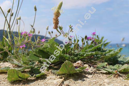 Erodium malacoides (Erodium malacoides (L.) LHr., Geranium malacoides L.)